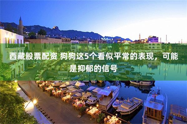 西藏股票配资 狗狗这5个看似平常的表现，可能是抑郁的信号